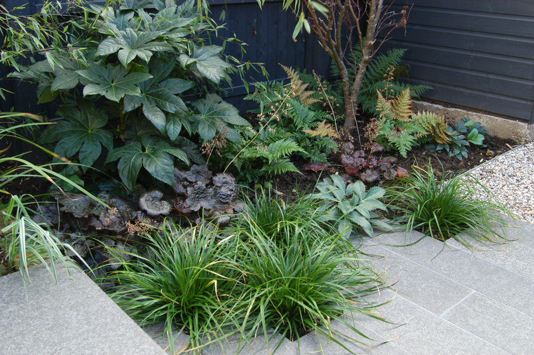  Evergreen planting- Fatsia, ferns, heuchera, hellebores & grassen